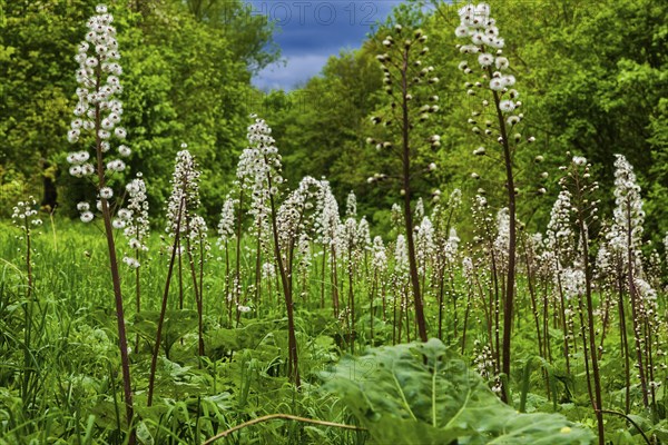 Meadow with butterbur near Röhrsdorf