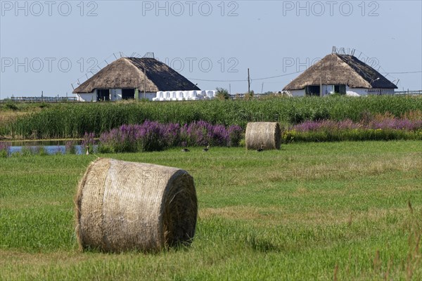 Puszta and steppe landscape in Hortobagy National Park, Hortobagy Nemzeti Park, UNESCO Biosphere