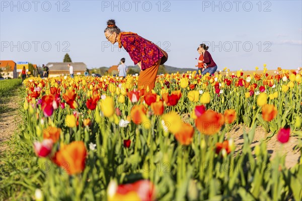 A tulip field near Oberhäslich in the Osterzgebirge, here you can pay with a cash register of your