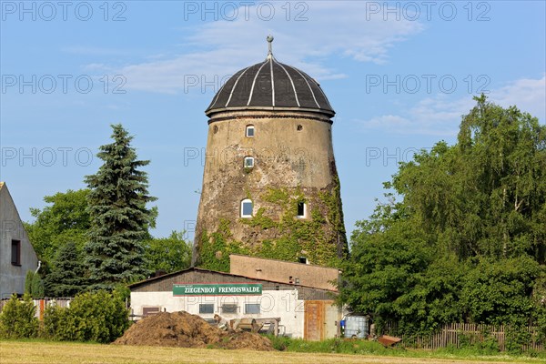 In addition to goats, the Fremdiswald mill is also home to llamas, donkeys, saddle pigs,
