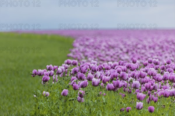 Poppy cultivation in Saxony