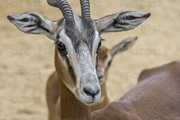 Mhorr gazelle (Nanger dama mhorr) with fawn, extinct in the wild but present in captive breeding