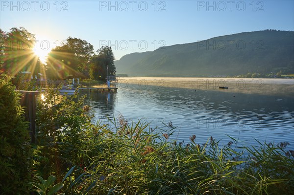 Lake shore, reeds, sunrise, summer, Steindorf am Lake Ossiach, Lake Ossiach, Carinthia, Austria,