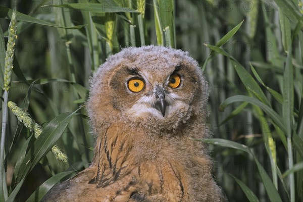 Eurasian eagle-owl (Bubo bubo), young European eagle-owl owlet sitting exposed on the ground in