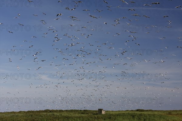 Black-headed Black-headed Gull (Chroicocephalus ridibundus), predation defence, breeding colony in