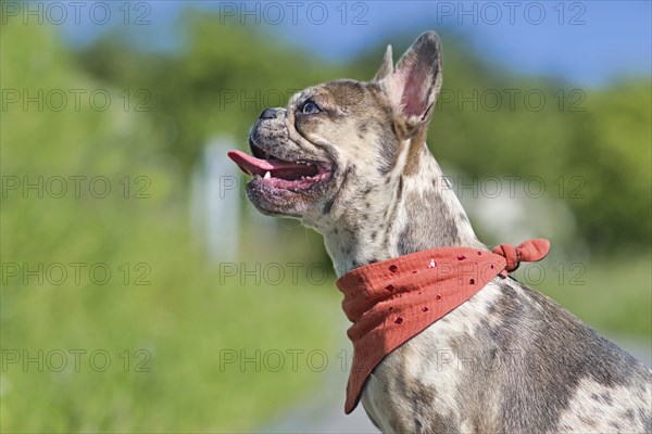 Side view of merle colored French Bulldog dog wearing red neckerchief with tongue sticking out
