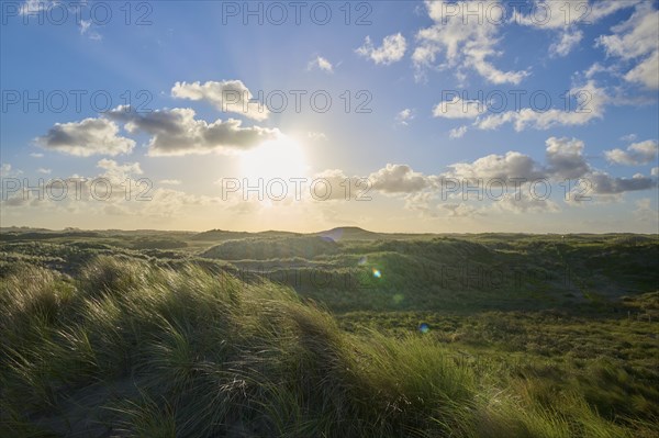 Sand dune, dune grass, wind, sun, clouds, morning, Amsterdam water line dunes, Zandvoort, North