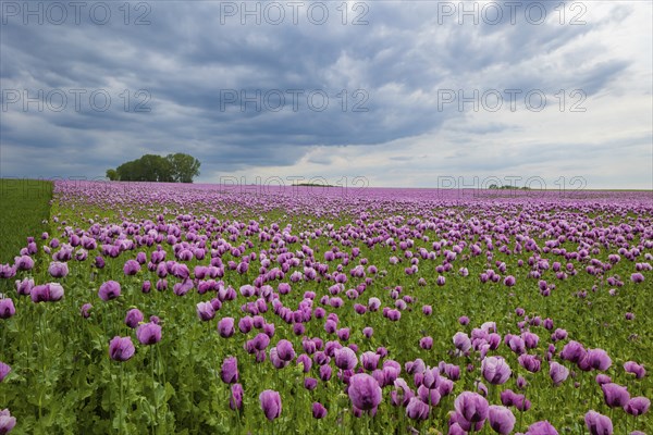 Poppy cultivation in Saxony