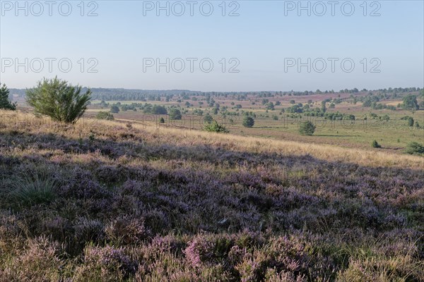 Heath blossom in the heath around the Wümmeberg in the Lüneburg Heath nature reserve.