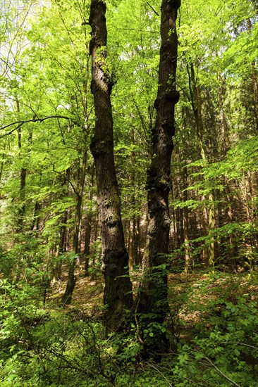 The Tharandt Forest, formerly known as the Grillenburg Forest, is a landscape in the centre of