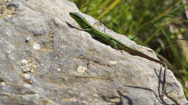 Lizard, Sicilian wall lizard (Podarcis wagleriianus), endemic, on boulders, close, Zingaro,