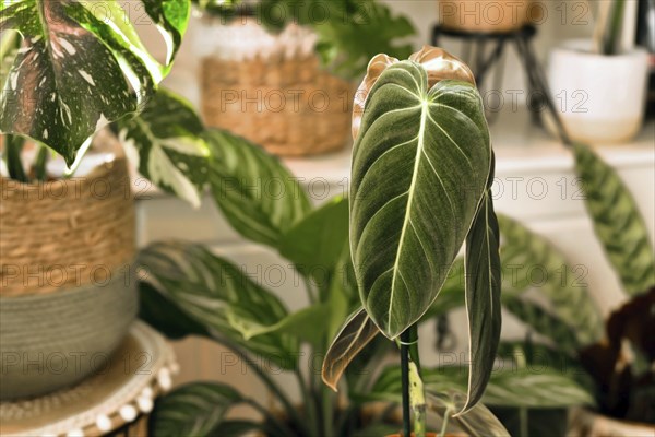Exotic 'Philodendron Melanochrysum' houseplant with long velvet leaves with other plants in