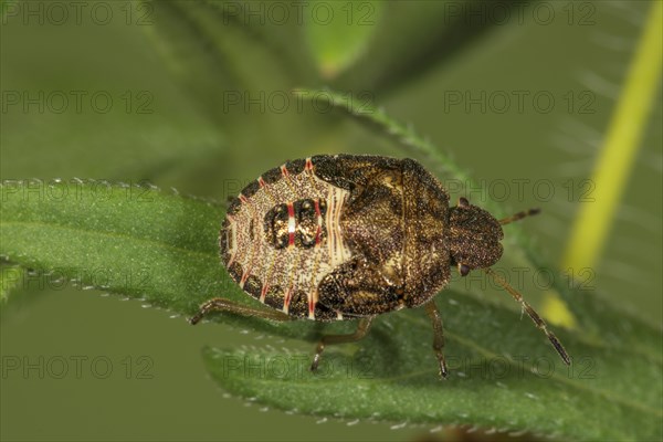 Spring tree bug (Peribalus strictus) in the 5th larval stage on a leaf, Baden-Württemberg, Germany,