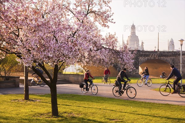 Spring on the Königsufer in Dresden