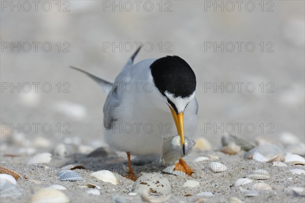 Little Tern (Sternula albifrons), adult bird with fish in its beak, feeding, Lower Saxon Wadden Sea