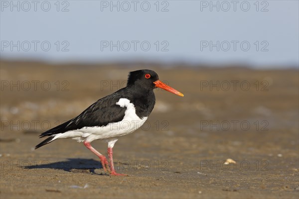 Eurasian oystercatcher (Haematopus ostralegus), adult bird walking in the mudflats, Lower Saxony