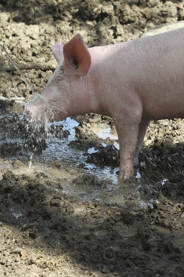Free-range domestic pig enjoying the water jet, Allgäu, Bavaria, Germany, Europe