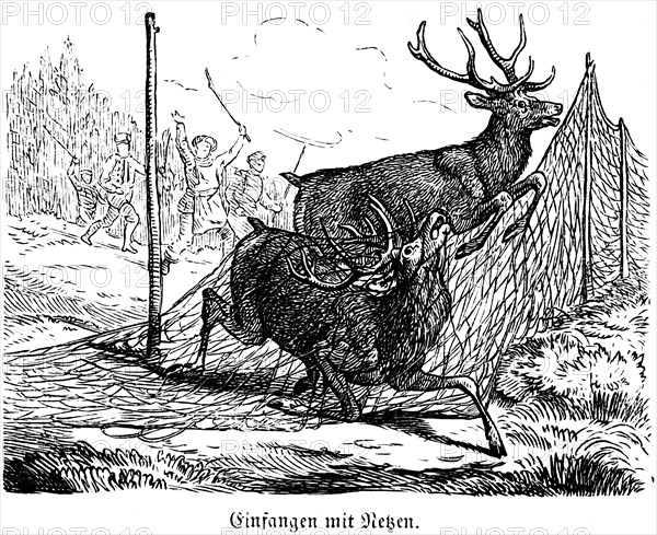 Caught with Nets, Deer, Hubertus Hunting and Hunting Scenes, Wild Animals, Antlers, Driver, Noise,