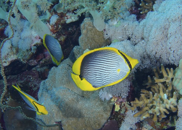 Blackback butterflyfish (Chaetodon melannotus), Small Brother dive site, Brother Islands, Egypt,