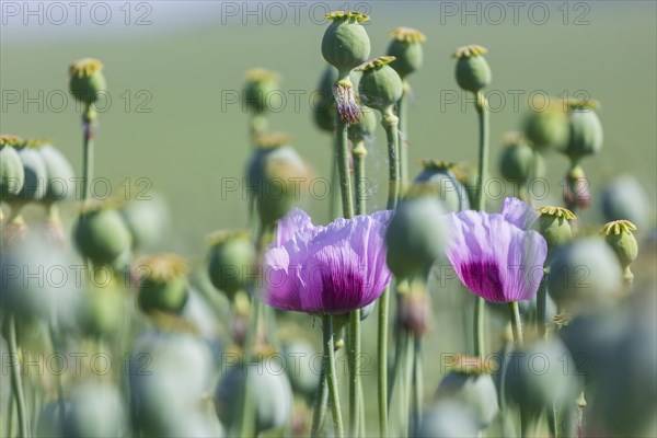 Poppy cultivation in Saxony