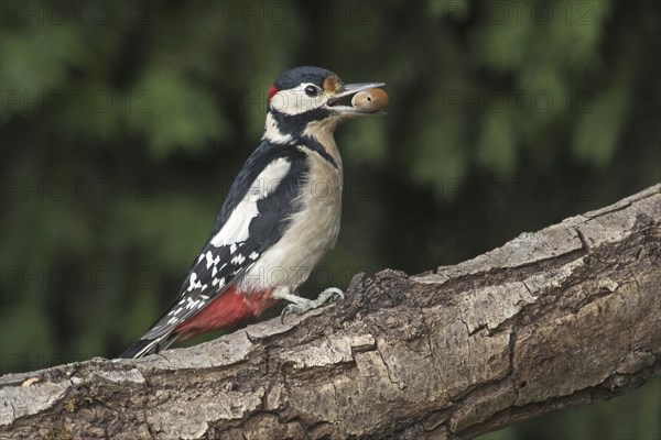 Great spotted woodpecker (Dendrocopos major), greater spotted woodpecker male perched on branch
