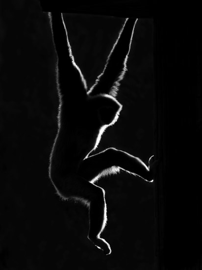 Gibbon (Hylobatidae) in black and white