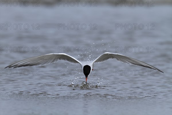 Common Tern (Sterna hirundo), foraging, hunting for fish, Lower Saxony Wadden Sea National Park,