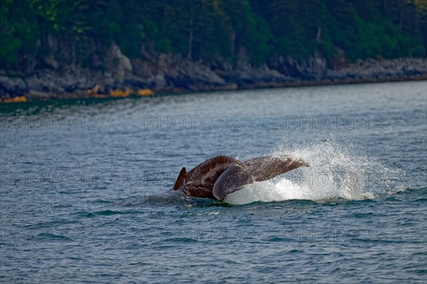 Humpback whale (Megaptera novaeangliae) detail view fluke, water splashing up, Kenai Fjords