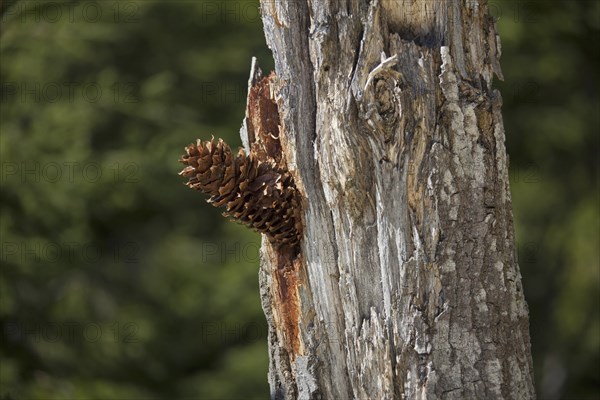 Pine cones lodged in tree by Great Spotted Woodpecker (Dendrocopos major) Sweden