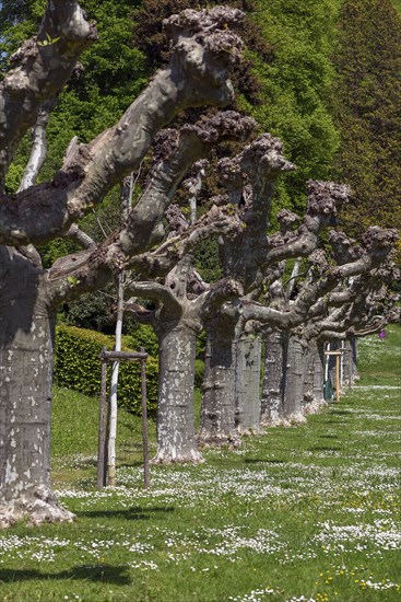 Trimmed plane trees (Platanus) in the city garden of Emmendingen, Baden-Württemberg, Germany,