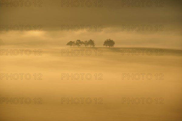 Landscape, fruit trees, fog, sunrise, Wertheim, Baden-Württemberg, Germany, Europe