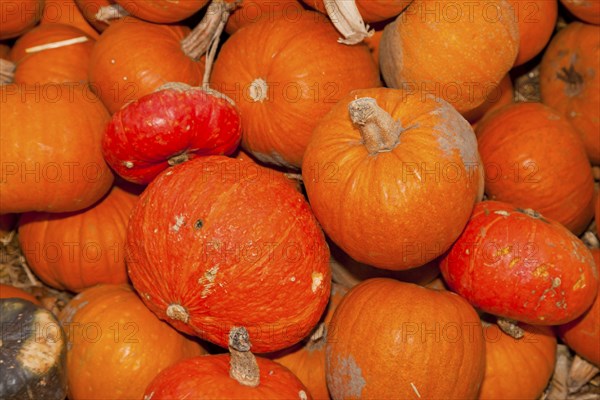 Pumpkins (Cucurbita) (Cucurbitaceae) are a genus of plants in the gourds . Five species are