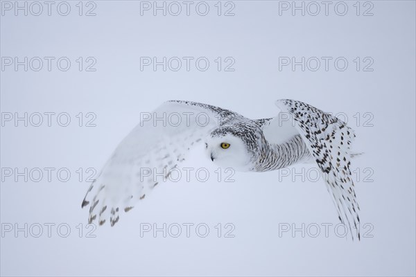 Snowy owl (Nyctea scandiaca) female, in flight, wings pointing downwards, Ottawa, Quebec, Canada,