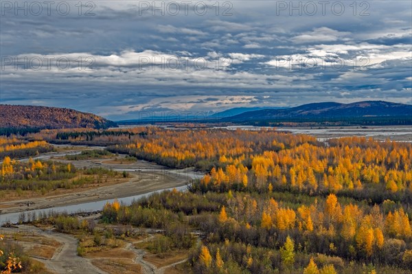 Tanana Valley, autumn, intense colouring, behind Tanana River, Central Alaska, Alaska, USA, North