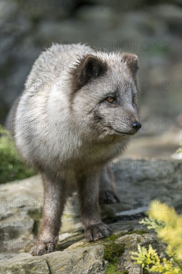 Arctic fox (Vulpes lagopus) or ice fox standing on a rock, Germany, Europe