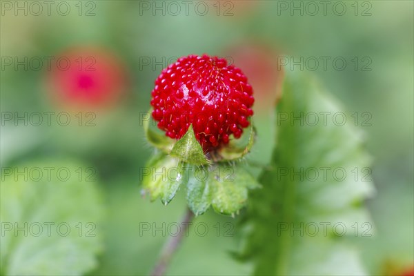 Woodland strawberry (Fragaria vesca), Germany, Europe