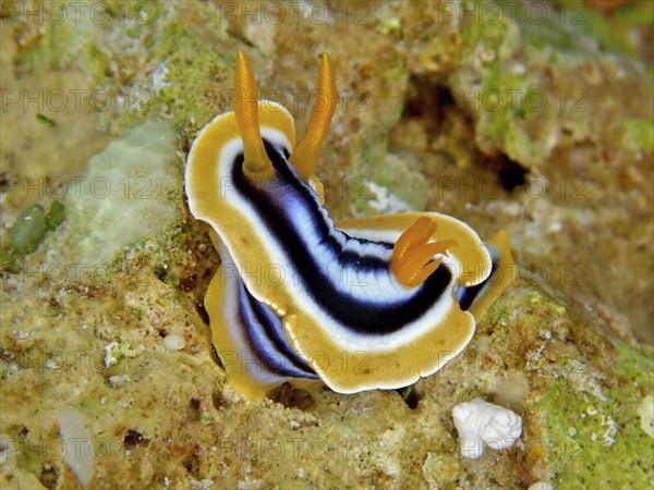 Africa star snail (Chromodoris africana) Star snail. Dive site Abu Kafan, Egypt, Red Sea, Africa