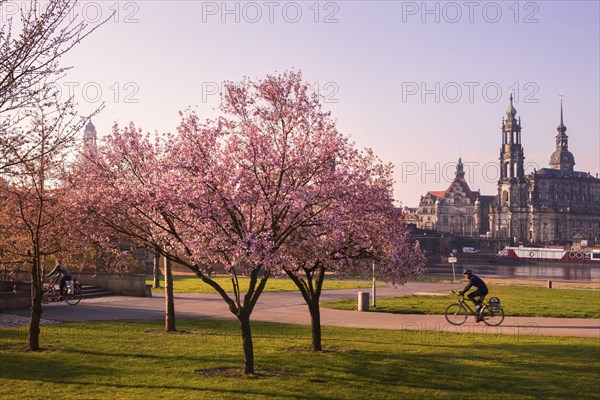 Spring on the Königsufer in Dresden