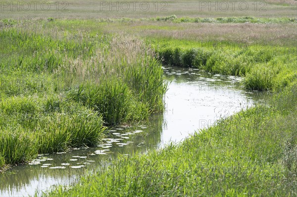 River Aller, Allertal nature reserve between Wolfsburg and Gifhorn, Lower Saxony, Germany, Europe