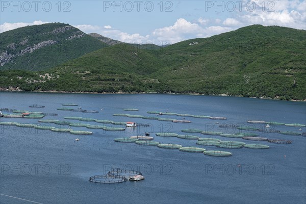 Fish farming at Lake Koman, a reservoir on the Drin River, in the Albanian Alps in northern Albania