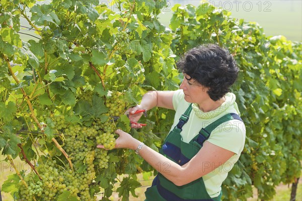 Start of the grape grape harvest at Winzergenossenschaft Meissen eG
