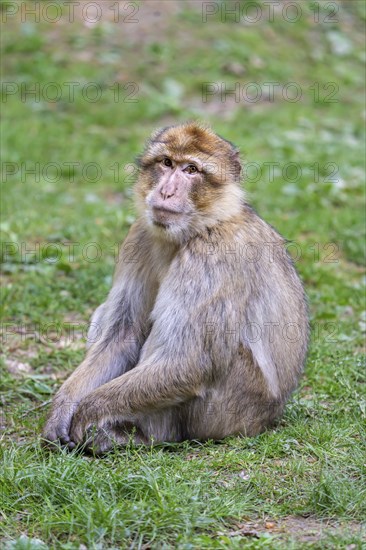 Barbary macaque (Macaca sylvanus), Occurrence in Morocco, captive, Rhineland-Palatinate, Germany,