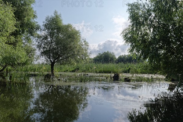 Trees grow in the water of Lacul Isaccel, a lake in the Danube Delta. UNESCO Danube Delta Biosphere