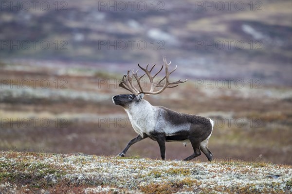 Wild mountain reindeer (Rangifer tarandus tarandus), bull in autumn tundra, Forollhogna National