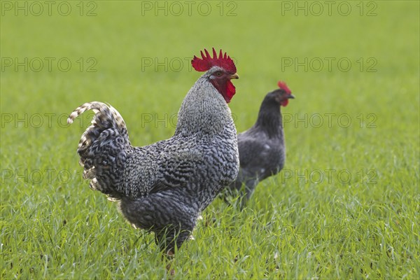 Plymouth Rock chicken, American breed of domestic chickens, free range Barred Rock cock, rooster