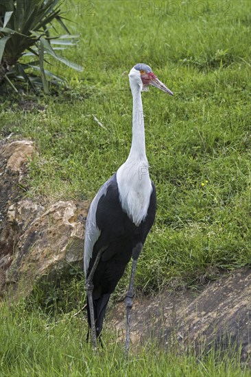 Wattled crane (Bugeranus carunculatus) (Grus carunculata) threatened species of crane native to