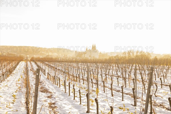 View from the Proschwitz Winery of Meissen Castle Hill with Albrechtsburg Castle, Bishop's Palace