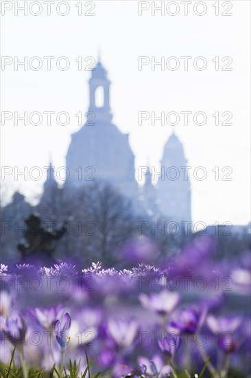 Spring on the main street in Dresden