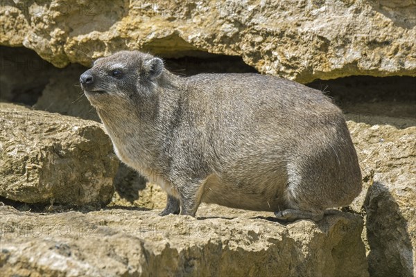 Rock hyrax, dassie, Cape hyrax, rock rabbit (Procavia capensis) on rock ledge, native to Africa and