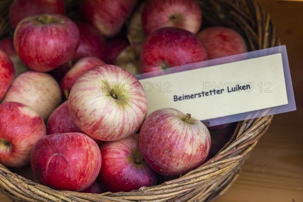 Old apple variety Beimerstetter Luiken, species protection and preservation of old plant varieties,